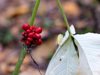 Fruits